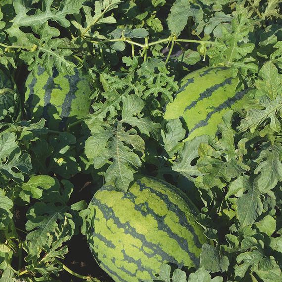 ОДИН F1 семена арбуза Bejo цена