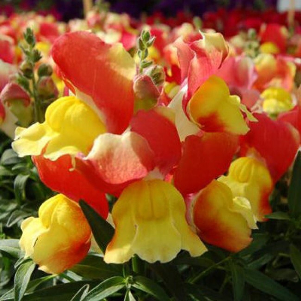 Львиный зев Снэппи Оранж энд Еллоу (50шт) Витагрин Профи