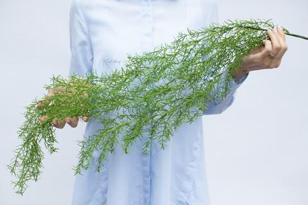 Аспарагус Шпренгера 98см