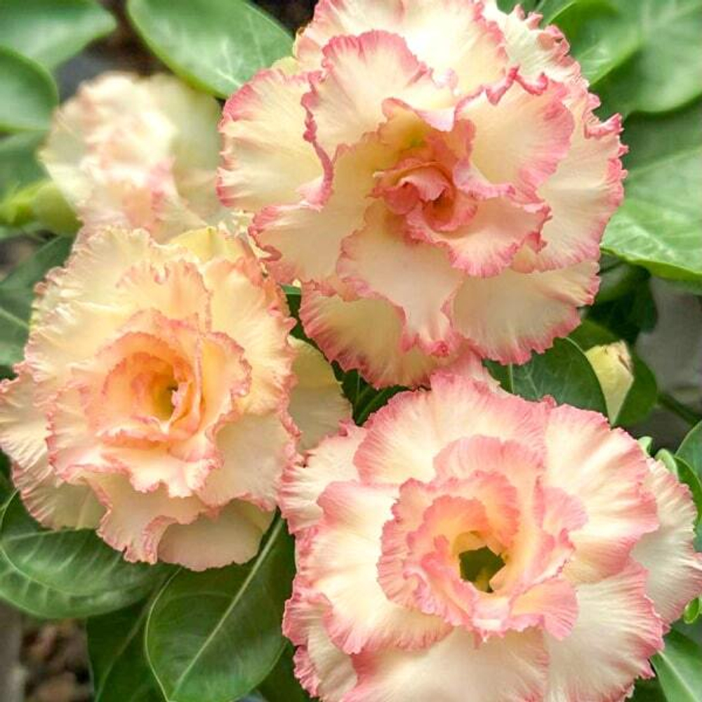 Адениум SOMALI