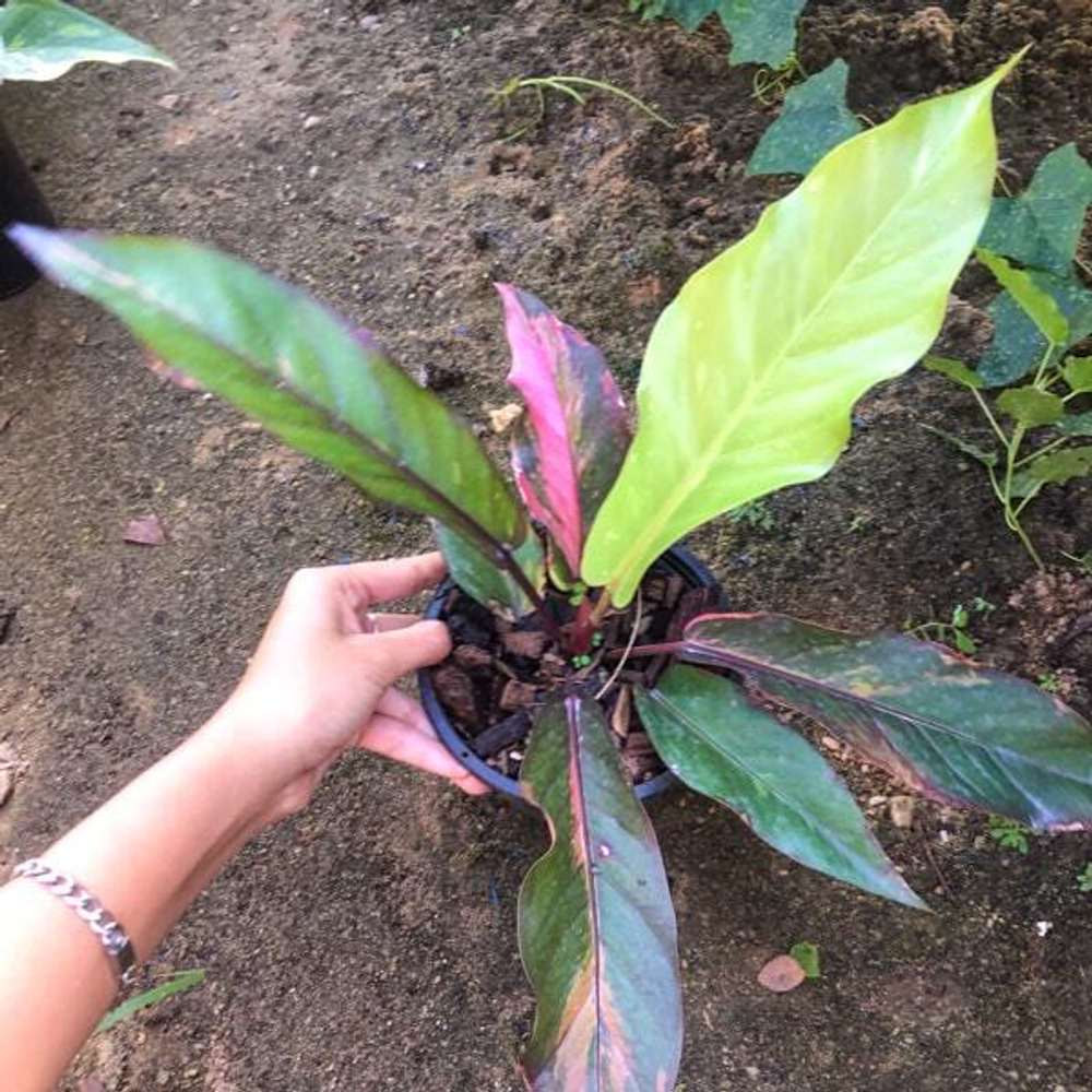 Антуриум PINK VAR MIX