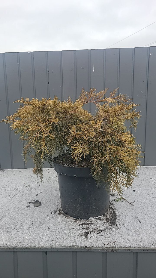 Можжевельник Олд Голд С7,5 (20-30см) Закупка М35 наличие 2026