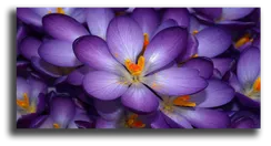 Постер "Сиреневые цветы"