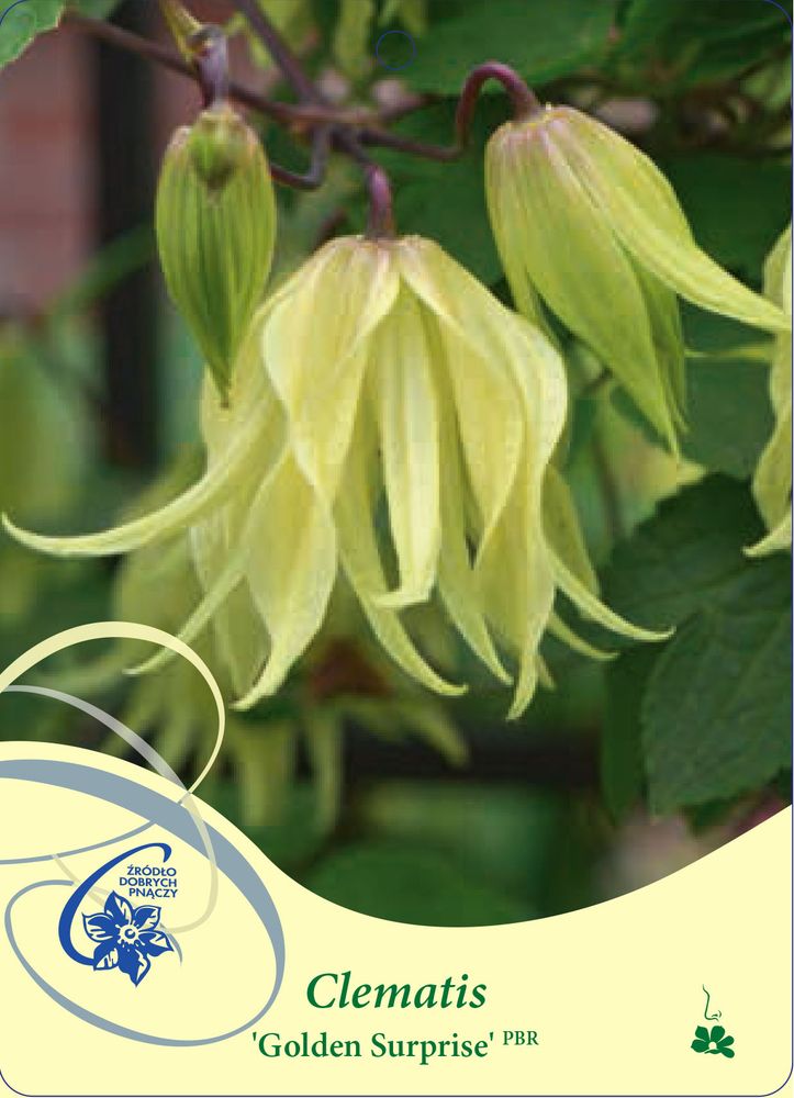 Клематис альпийский Голден Сюрпрайз Закупка М33 апрель 2026 Клематис альпийский Голден Сюрпрайз Закупка М33 апрель 2026