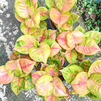 Аглаонемы. Пополнение в семействе Сьюзан