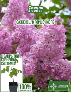 Саженец, Сирень, Бюффон