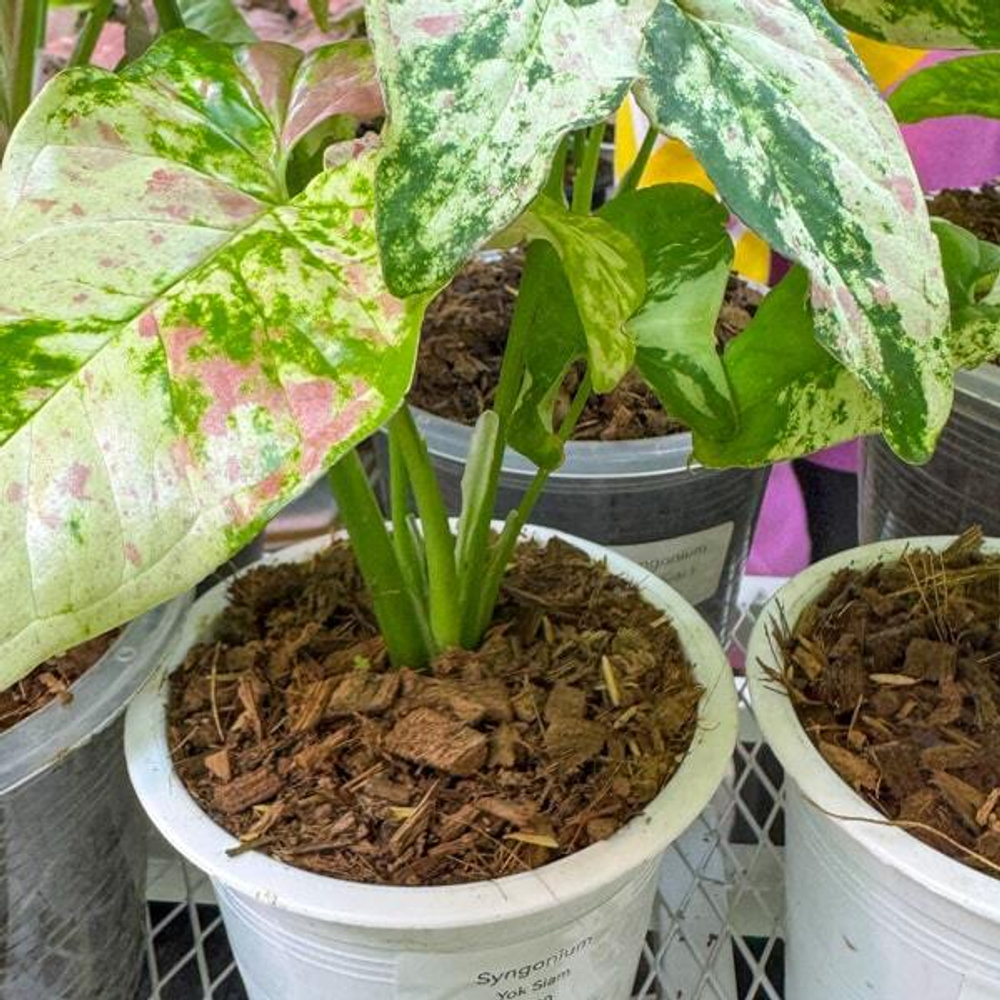 Сингониум YOK SIAM