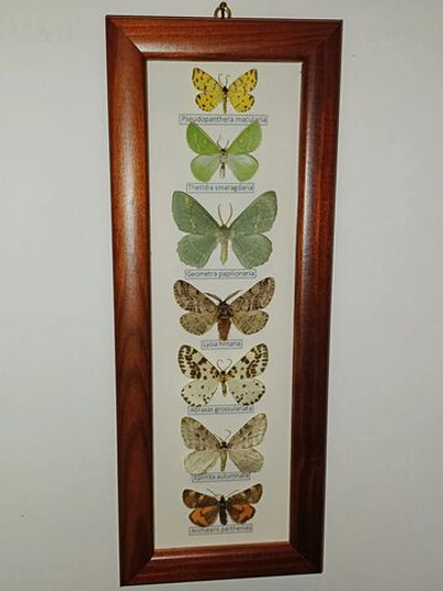 Бабочки Геометриды в рамке