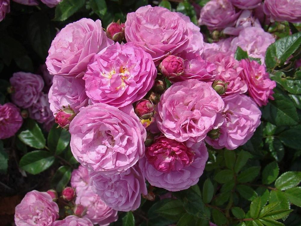 Аллевья (Allevia)