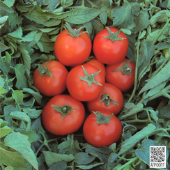 ТОПСПОРТ F1 семена томата (Bejo | Alexagro)