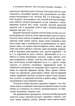 Развитие палочек, колбочек и наружного ядерного слоя в сетчатке зародыша человека | Костенич Иерофей Васильевич