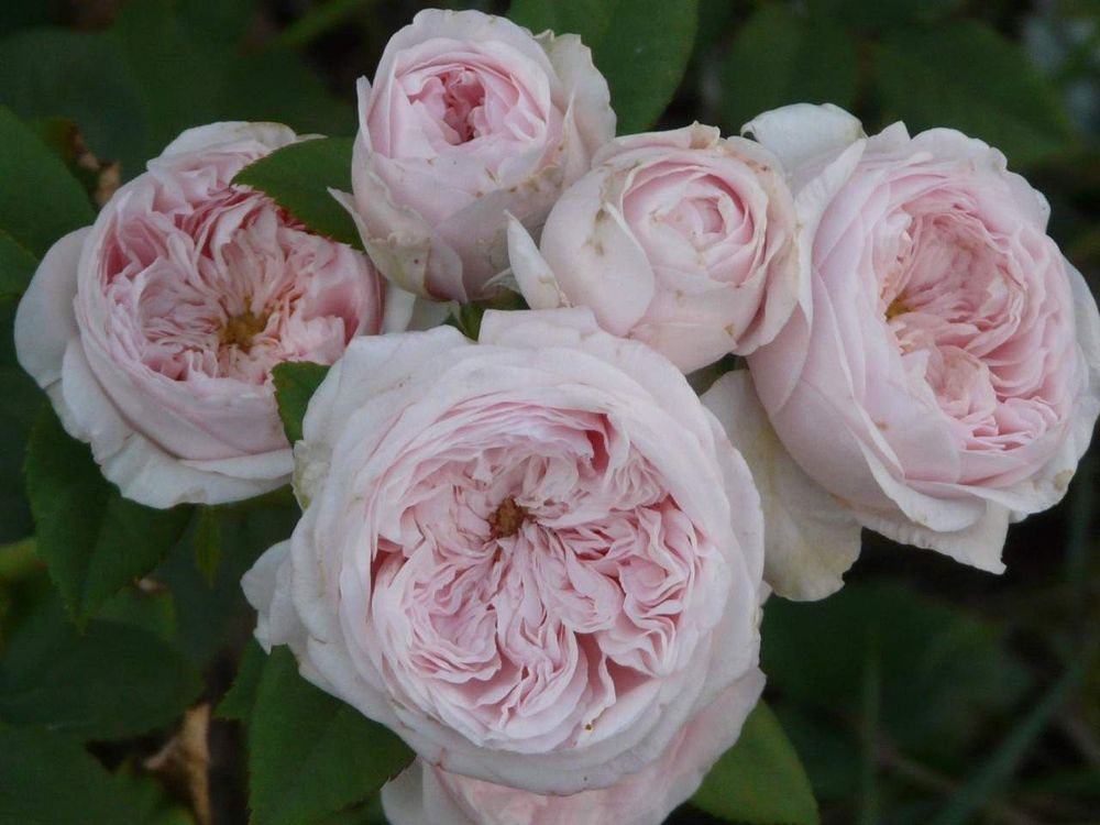 Клероуз (Claire Rose)