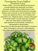 Плектрантус Голден Руффлос вариегатный