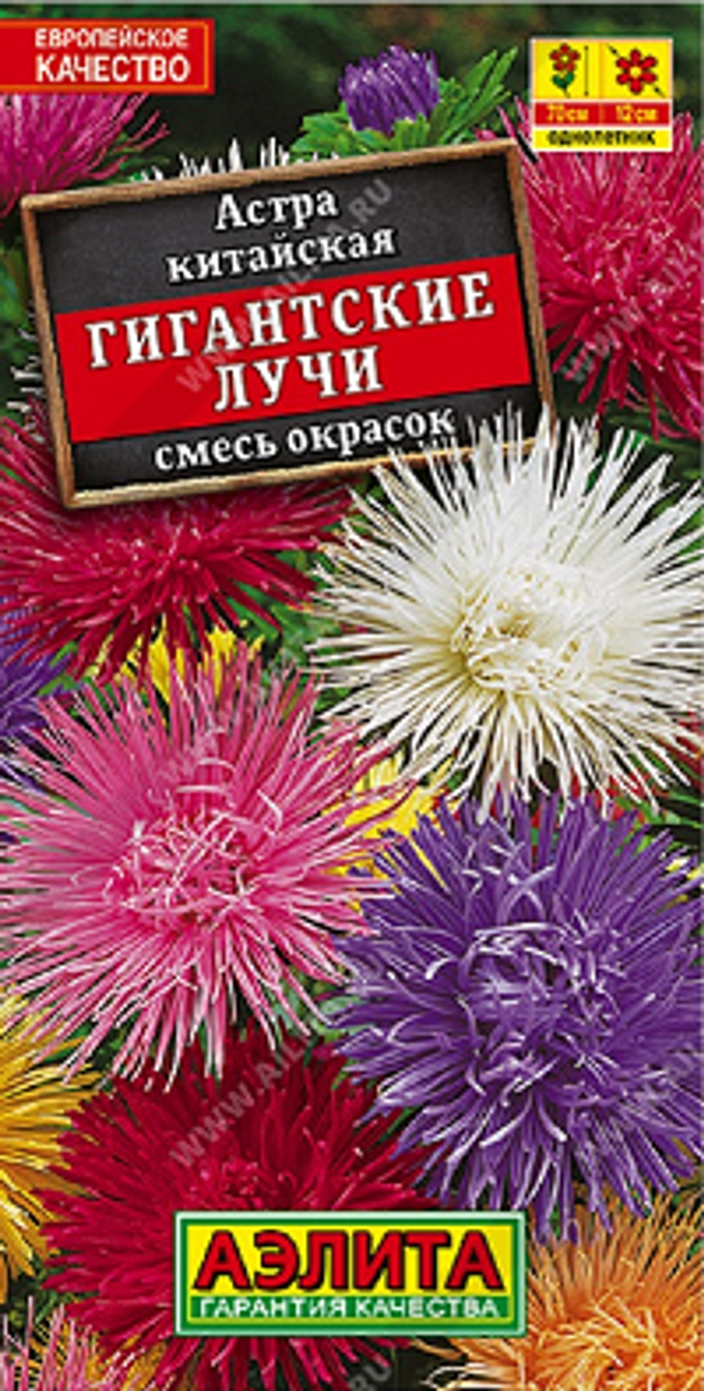 Астра Гигантские лучи, смесь окрасок
