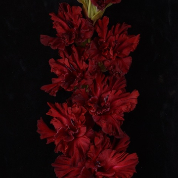 Гладиолус крупноцветковый Денс Макабр