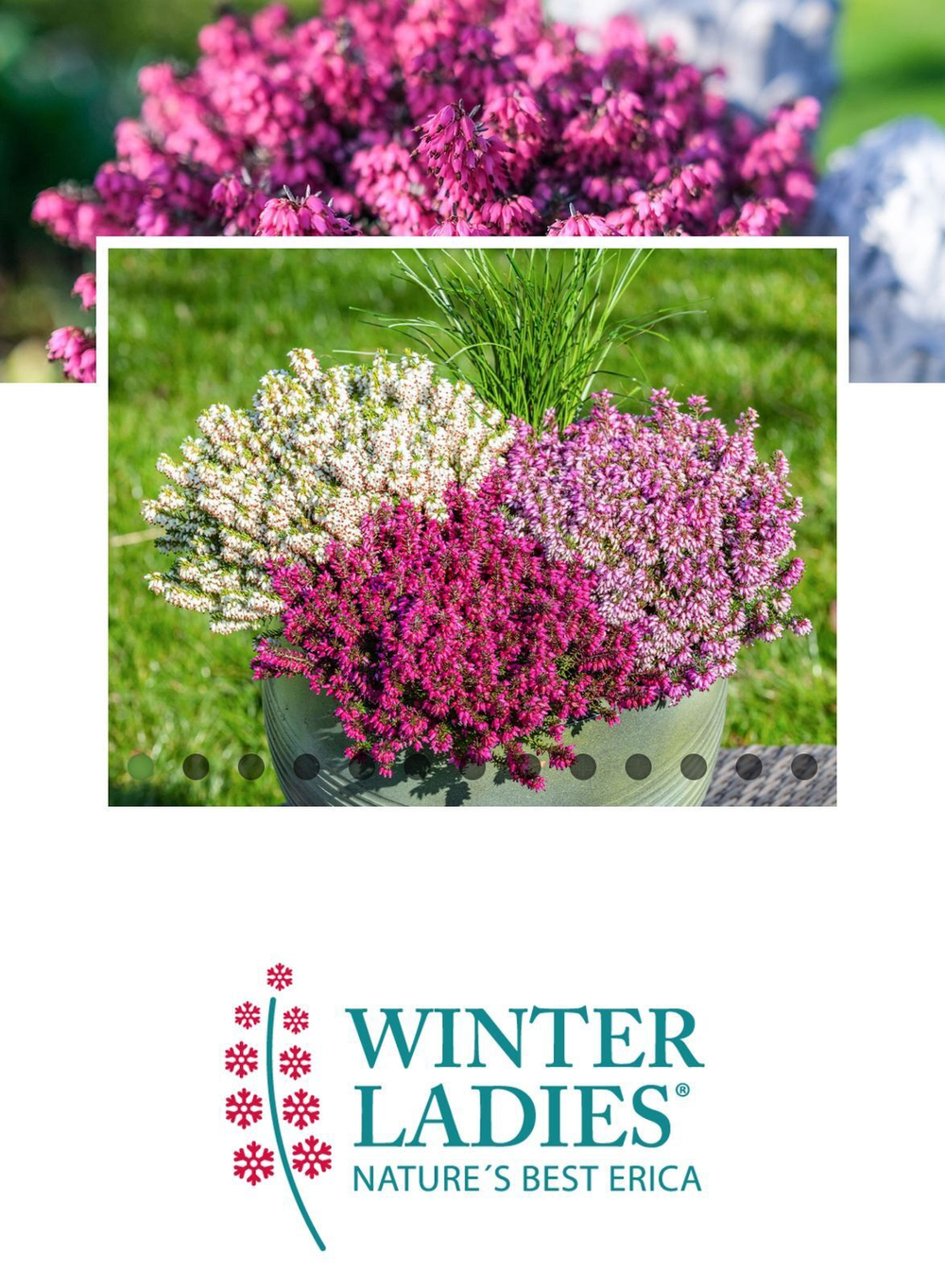 Эрика из серии Winter Ladies Р9 Закупка М41 наличие