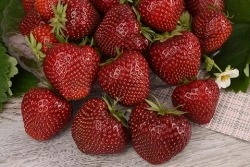 Земляника садовая Мальвина Р9 Закупка М65 май-июнь 2026