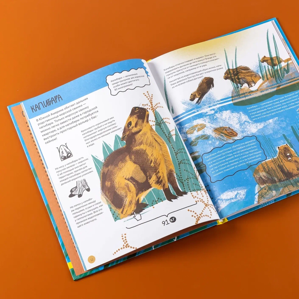 Вот так капибара!