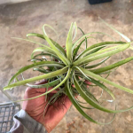 Тилландсия capitata