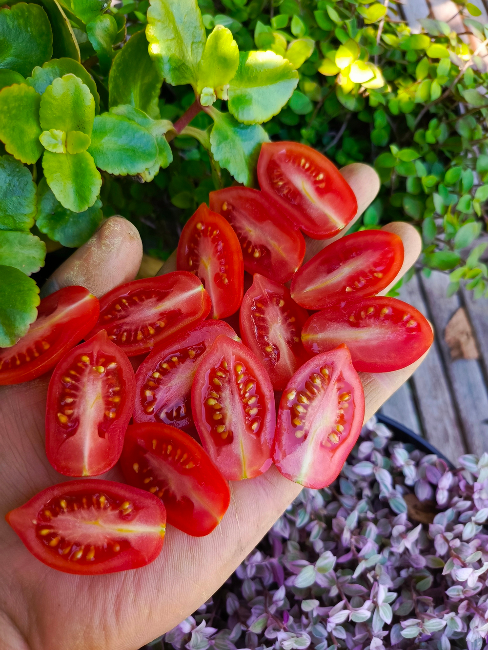 Даттерини красный (Datterini red) сорт томата