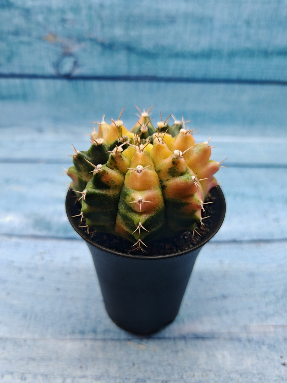 Gymnocalycium Variegata (Гимнокалициум Вариегатный)