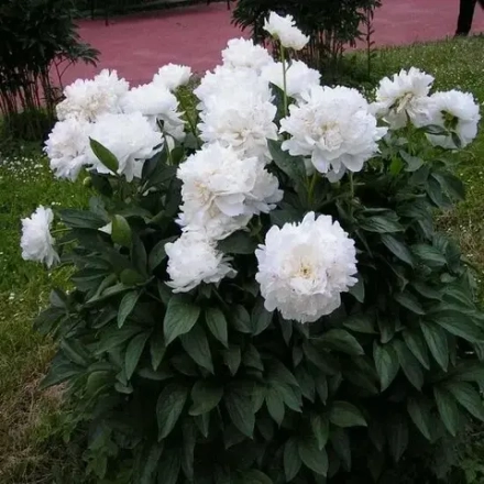 Пион травянистый "Amalia Olsen"