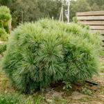 Сосна Веймутова Радиата С2 20-30