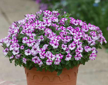 ЕВРО Петуния Vista Bubbles Butterfly укорененный черенок ОКС 