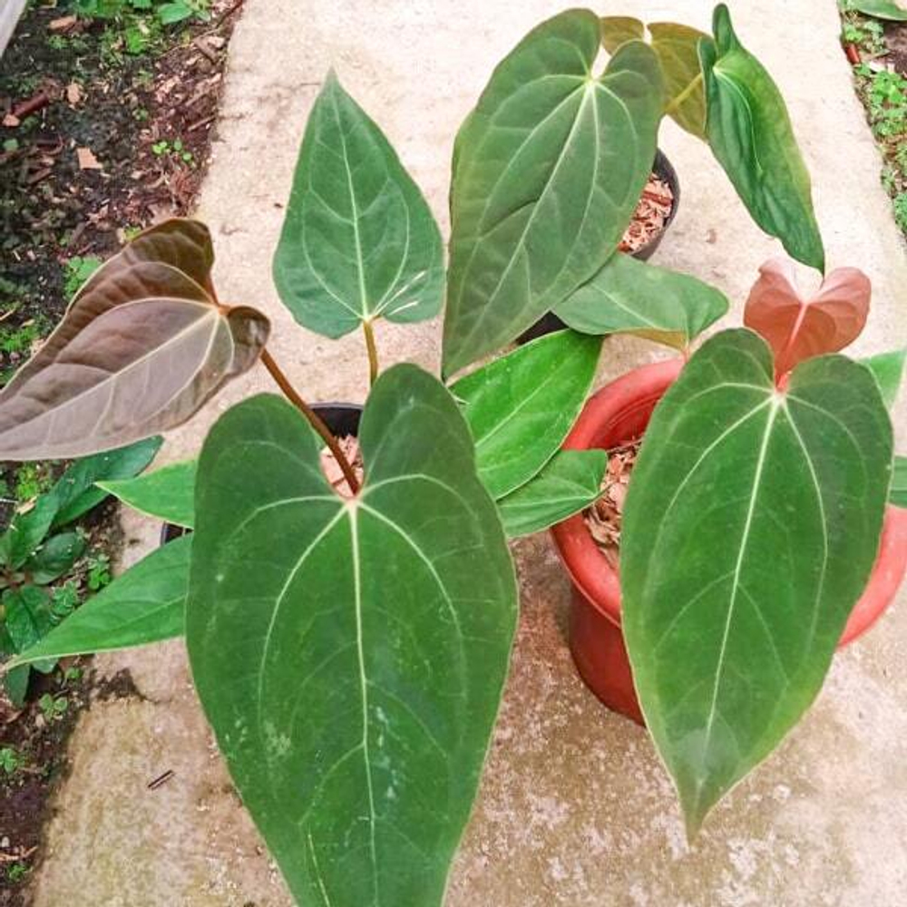 Антуриум BVIT from seed