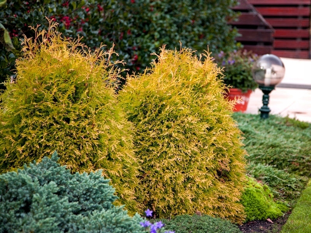 Туя западная Рейнголд Т60 60-80