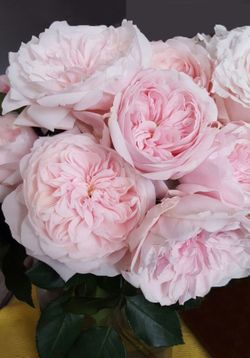 Тсумуги (Tsumugi)