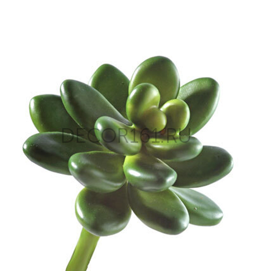 Мини-суккулент Эхеверия Амоена Кристата в-4,5, д-8 см 24/288 30.0610032