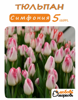 Тюльпан Луковица, Симфония, 5 шт