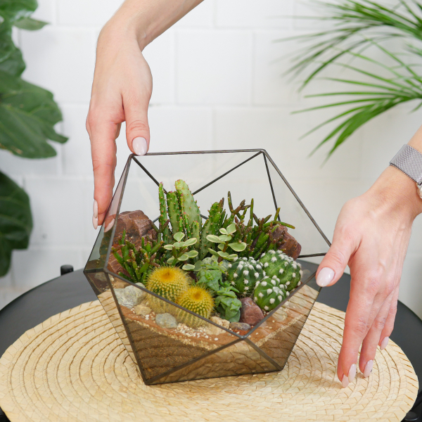 Готовый флорариум с кактусами Икос