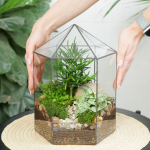 Готовый флорариум бонсай Подокарпус Хижина