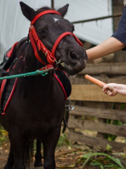 Уздечка из натуральной кожи для пони с удилами, капсюлем и поводом, красная