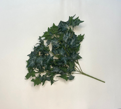 Куст плющ пышный