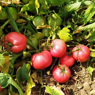 Томат Вернер F1 1000 (семян)