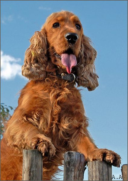 Вельш-спрингер-спаниель Вельш-спрингер-спаниель