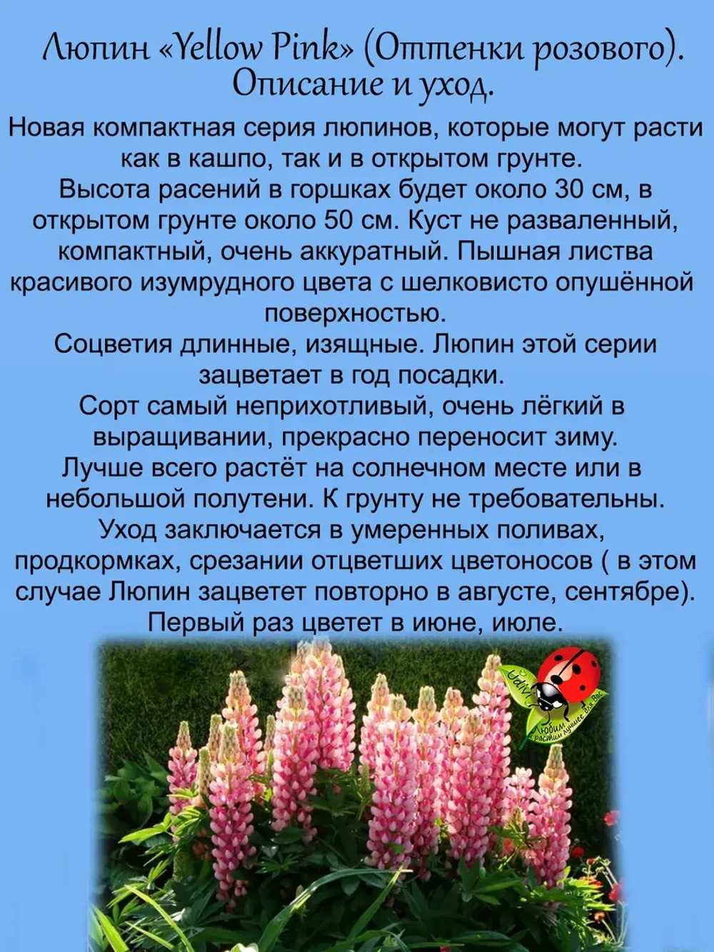 Люпин Оттенки розового многолетник