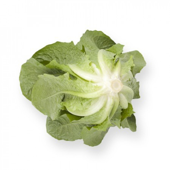 Аувона семена салата ромэн (Rijk Zwaan / Райк Цваан) плод – фото 4