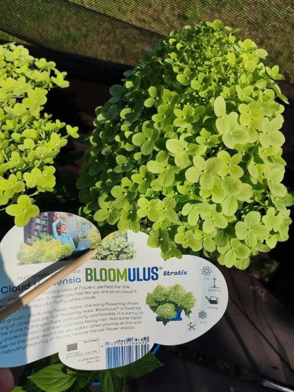 Стратикс (Bloomulus Stratix ) Серия "Облака" гортензия метельчатая Р9