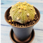 Astrophytum Asterias (Астрофитум)