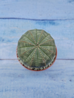 Euphorbia Obesa (Эуфорбия)