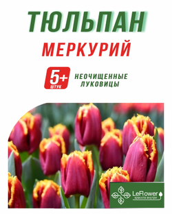 Тюльпан Луковица, Меркурий, 5+шт