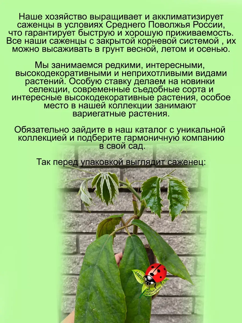 Тетрастигма Вуанье Комнатная мощная лиана