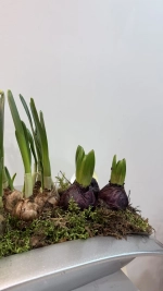 Композиция из луковичных первоцветов в кашпо