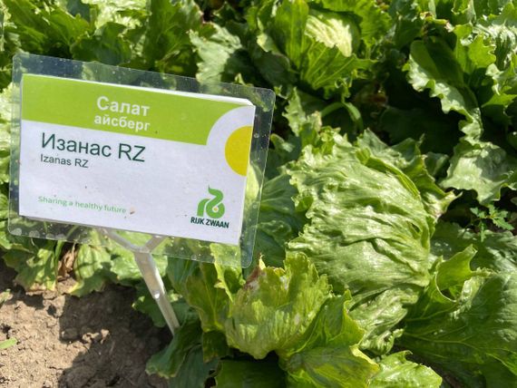 ИЗАНАС семена салата Rijk Zwaan описание