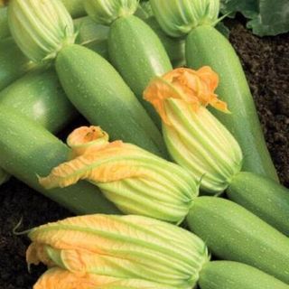 Кабачок Невира F1  50 (семян)