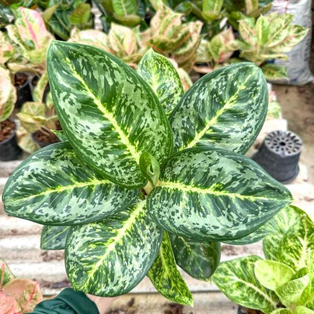 Аглаонема KING